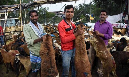 Muslims in Old City are purchasing goats for 'Qurbani' to Eid-ul-Azha