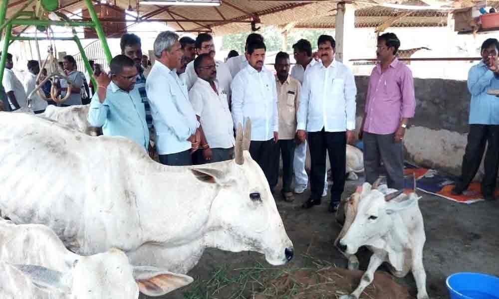 Devineni Umamaheswara Rao visits Goshala