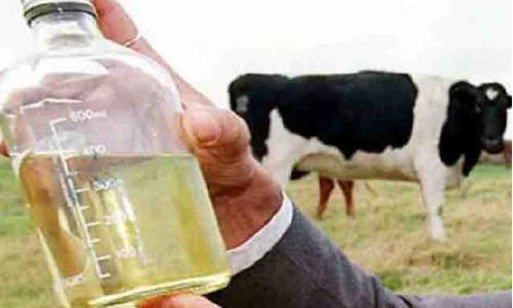 Research on cow urine a non-starter