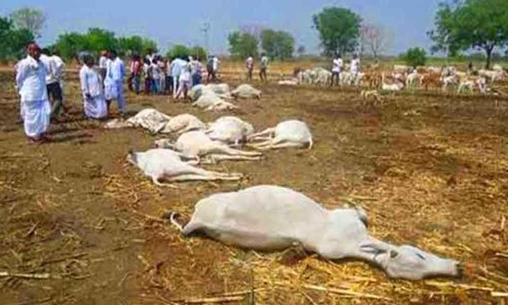 Toxicity leads to death of 103 cows in Tadepalli Gosala