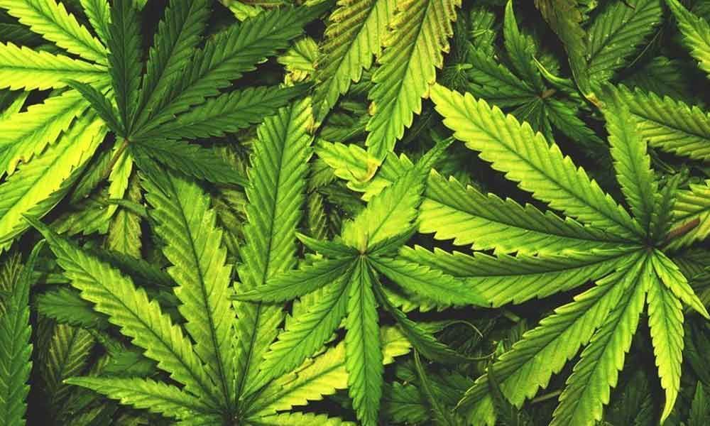 How safe is it to consume marijuana?