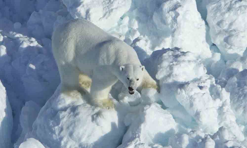 Polar bear encounters to increase: Scientists