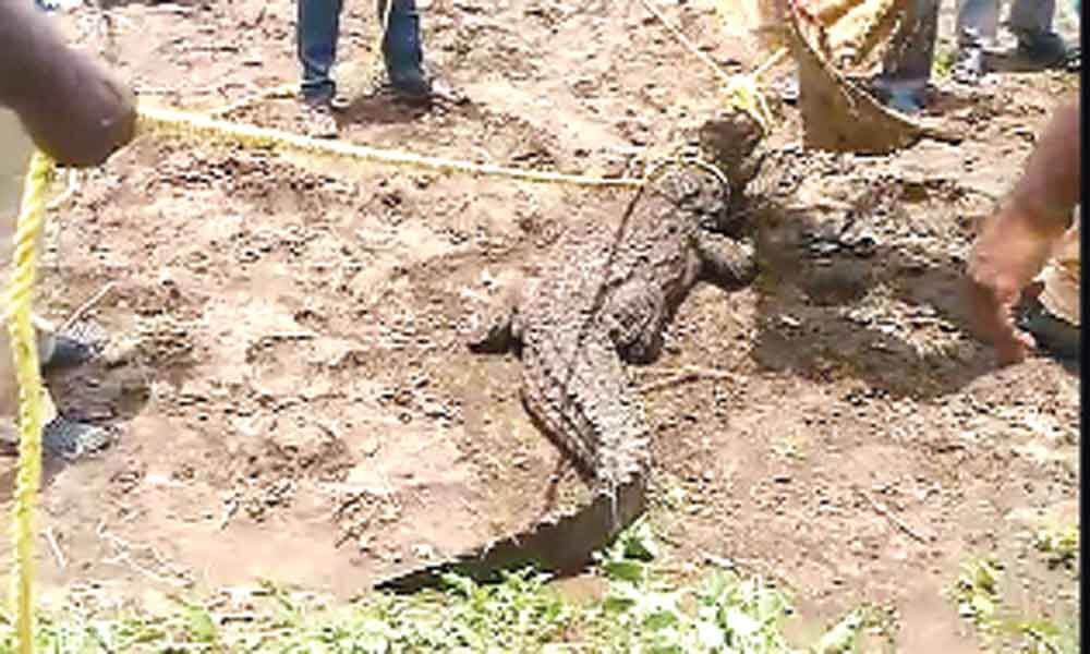 Crocodile scare for farm workers