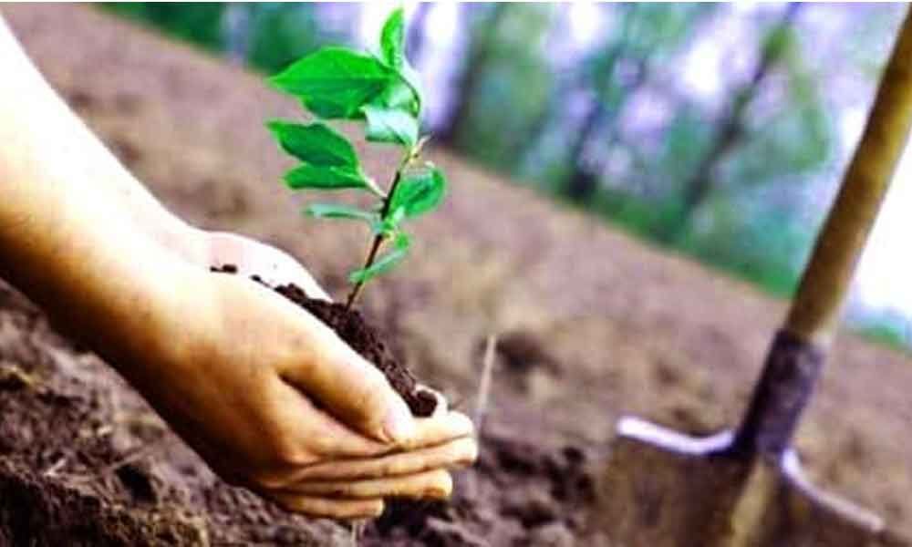 Green Bhadradri takes up plantation drive in temple town