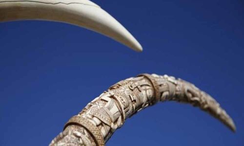 Singapore to ban sale of elephant ivory from 2021