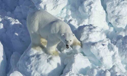 Polar bear encounters to increase: Scientists