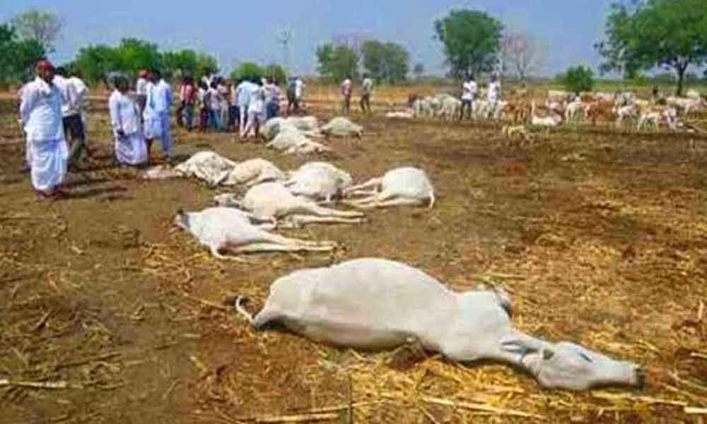 SIT formed to probe death of 100 cows in Tadepalli
