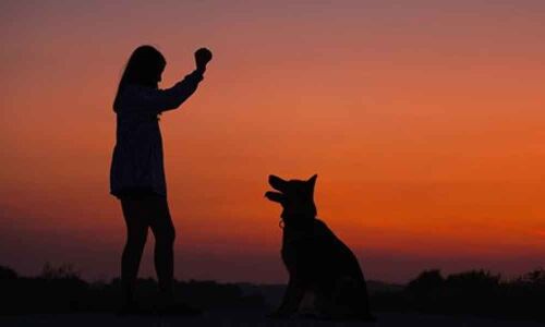 Love to work with animals? It may up depression risk