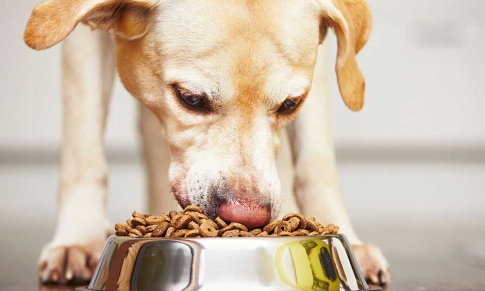 Is you Dog eating healthy Food? What should your Canine Eat? An Expert Answers Your Doubts