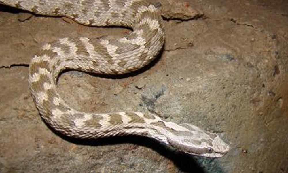 Snake scare in Uttar pradesh jail, 1 dead