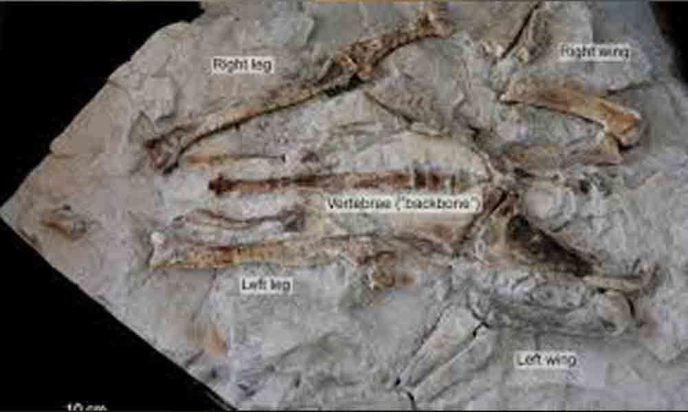 Giant penguin fossil found in New Zealand