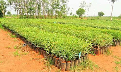 TSFD pitches for boosting green cover in State