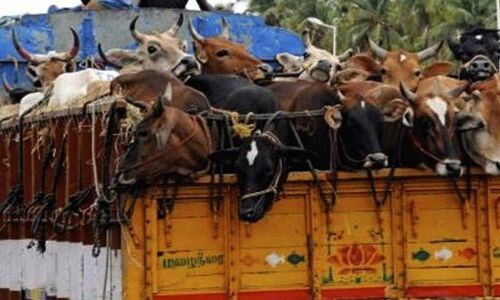 Two youngsters took into custody for attacking others in illegal transportation of cows