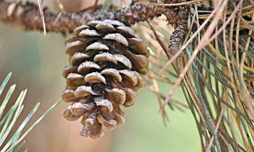 How to make a pine cone hygrometer