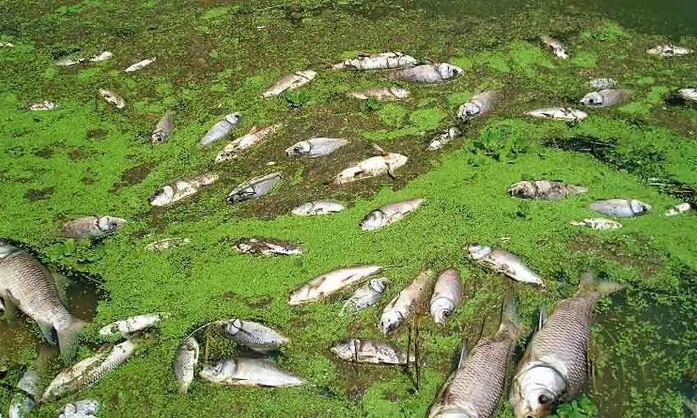 Fish seedlings released in various water bodies in Telangana