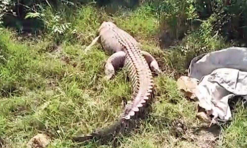 35 crocodiles rescued in Vadodara since July 31 downpour