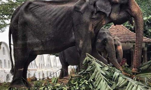 Sri Lanka probes elephant cruelty at Buddhist parade