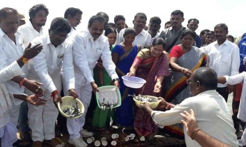 Fishlings released into Nallavagu