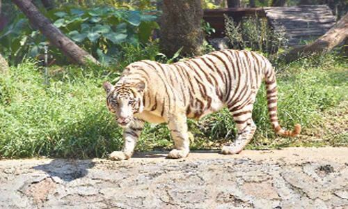 White tiger dies of tumour at zoo park