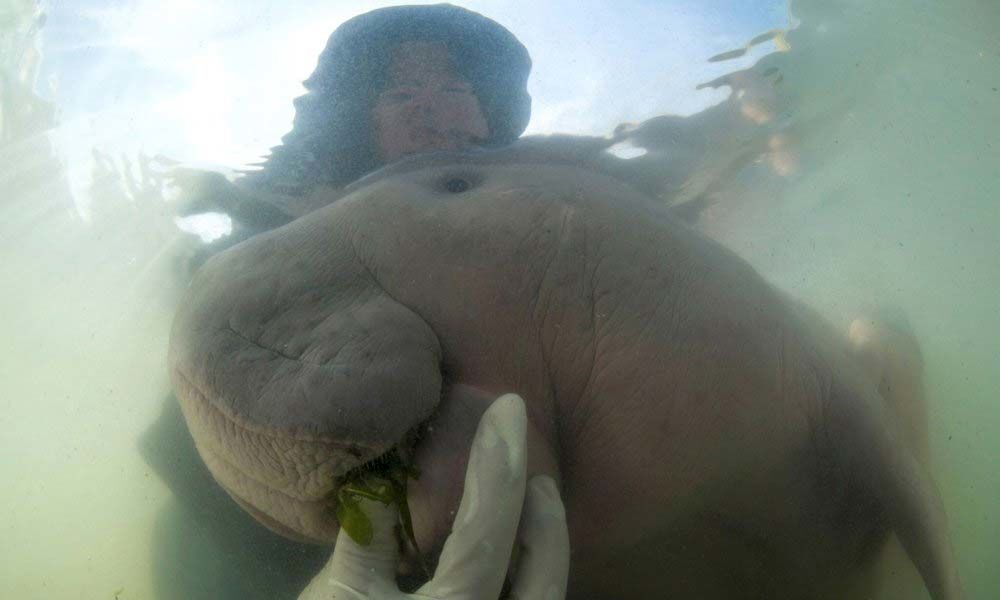 Thailands lost baby dugong dies from shock, eating plastic