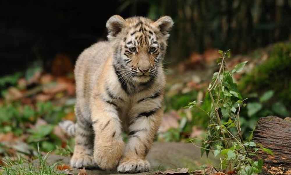 Tiger cub dies in Bandhavgarh