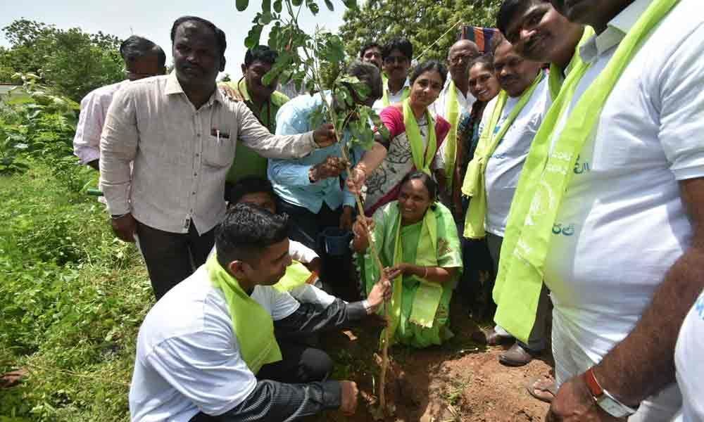 Haritha Haram is unique programme, says Collector