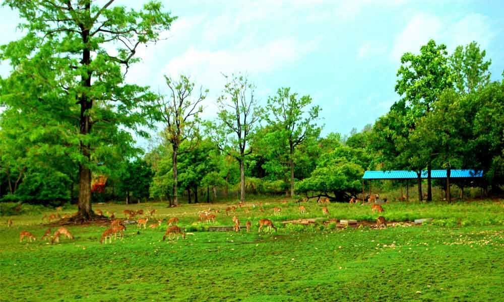 Telangana No 1 in forest land encroachment