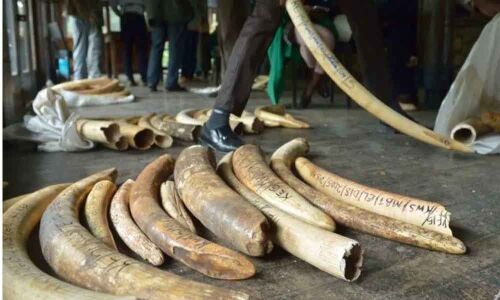 Trade rules to counter unprecedented species decline