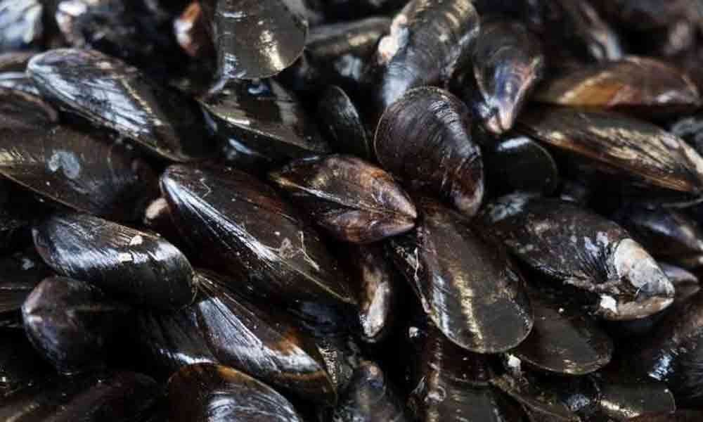 Mussels, super-filters can help beat water pollution