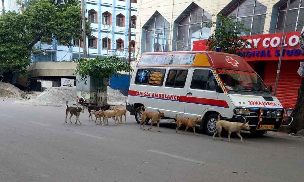 Stray dog menace at Shivaji Nagar