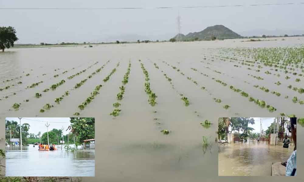 Agriculture crops inundated in 5,285 hectares in Guntur district