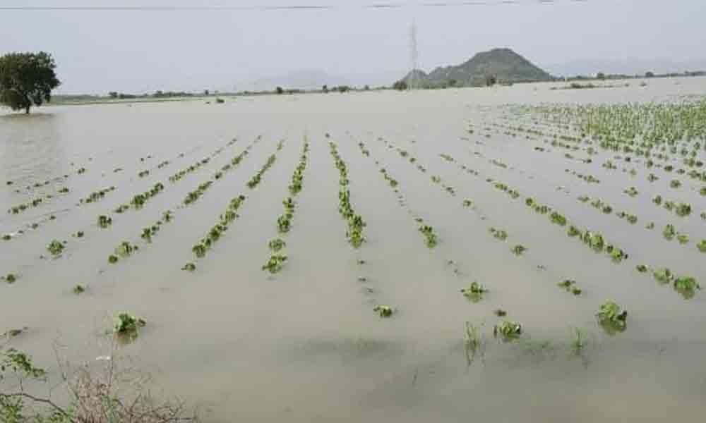 Agriculture crops inundated in 5,285 hectares in Guntur dist