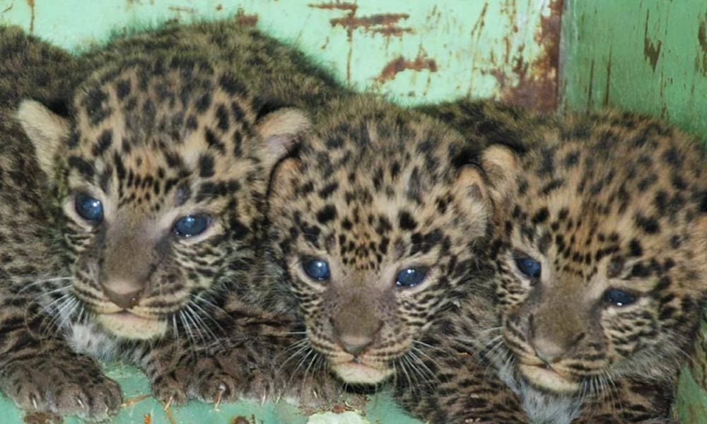 Two leopard cubs run over by vehicle in Maharashtras Nashik