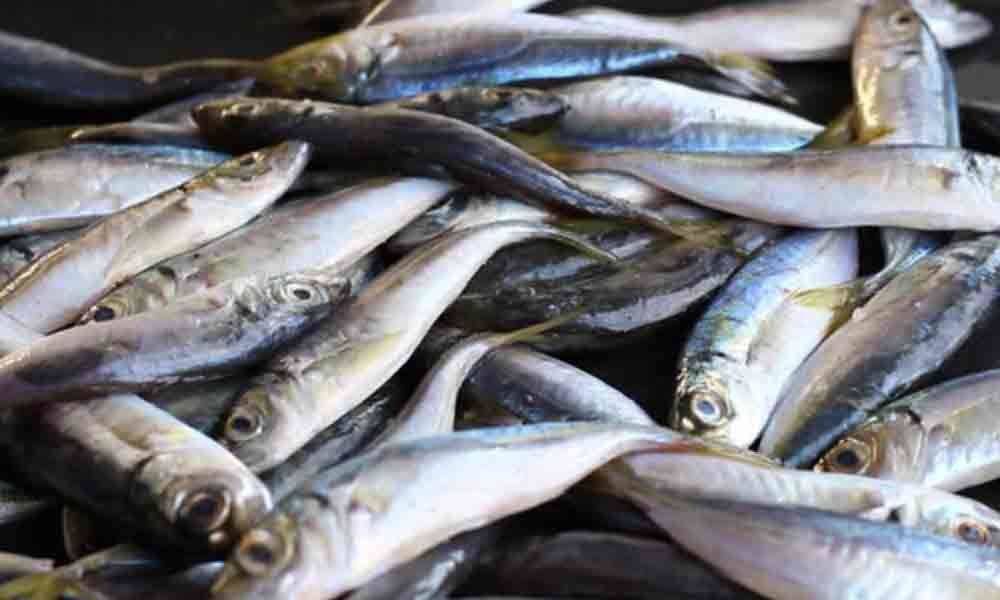 State aims to improve quality of fish produce in Amaravati