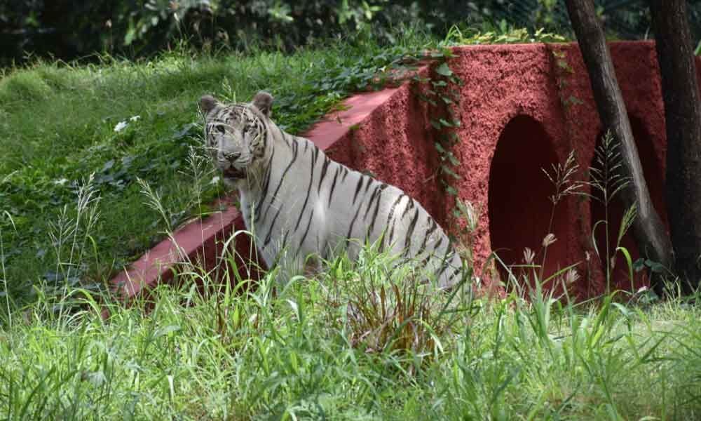 Nehru Zoo Park remains a safe haven for big cats