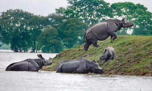 Nepal national park uses app for rhino conservation