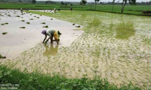 76% land under farming post ample rains in Kothagudem