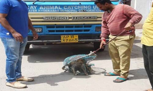 Stray dog menace keeps people on tenterhooks
