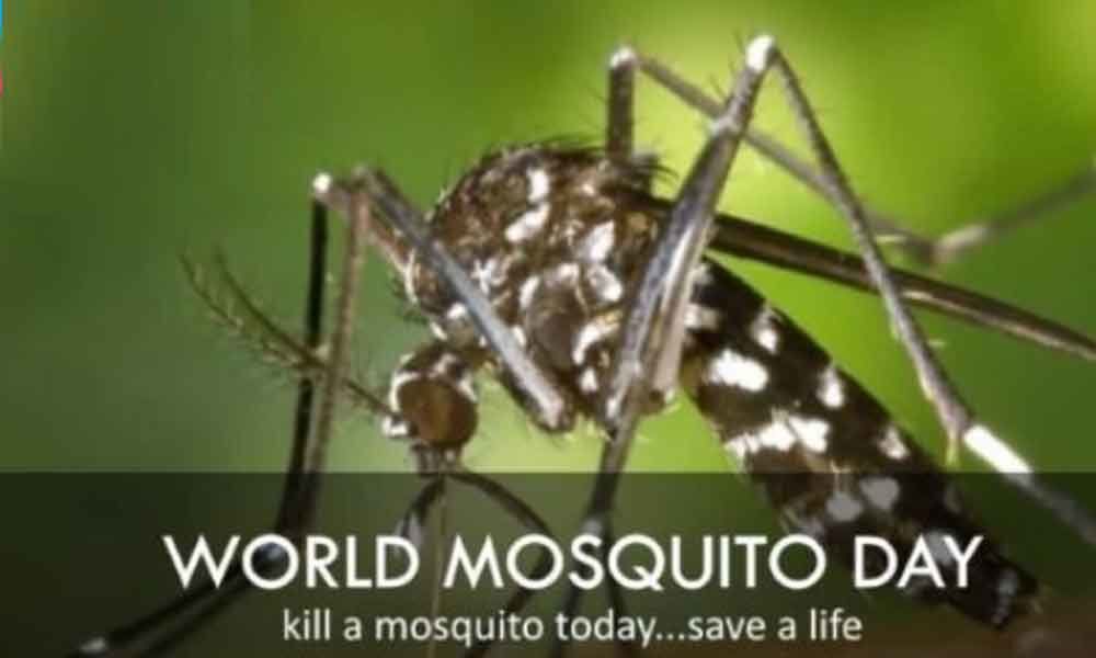 World Mosquito Day – 5 Natural Tips to Keep Mosquitoes at Bay