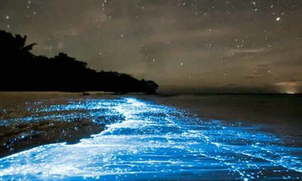 Bioluminescent phytoplankton create sparkling blue waves in Chennai