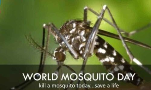 World Mosquito Day – 5 Natural Tips to Keep Mosquitoes at Bay