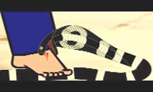 Snakebite: First aid & treatment