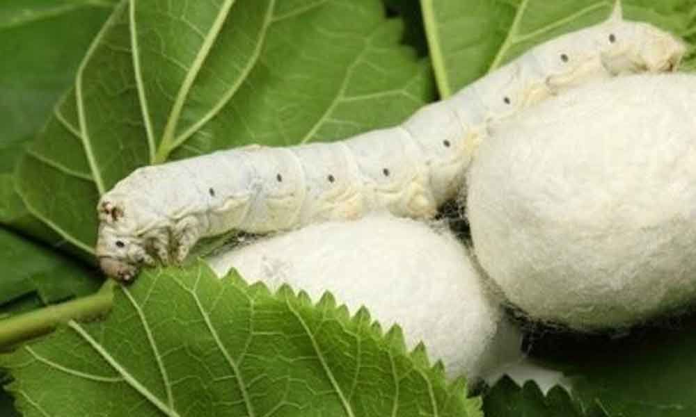 State government to turn sericulture a money spinner for farmers