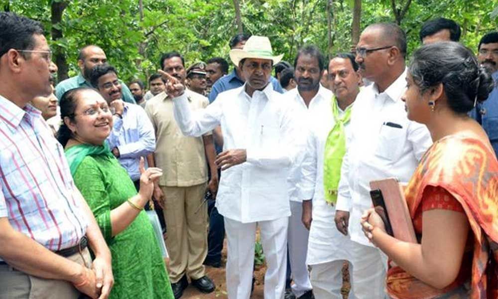 KCR asks collectors to chalk out plan for forest restoration across state