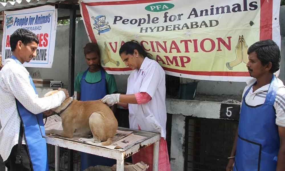 NGO rescues & treats injured stray animals