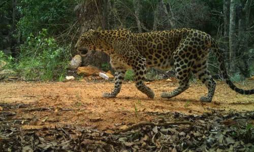 Tirumala: Rare species caught on cam in TTD forest