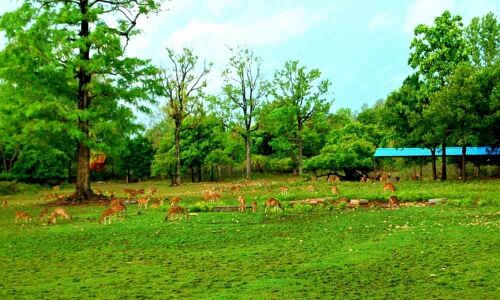 Forest dept reforms set to raise efficiency level of manpower