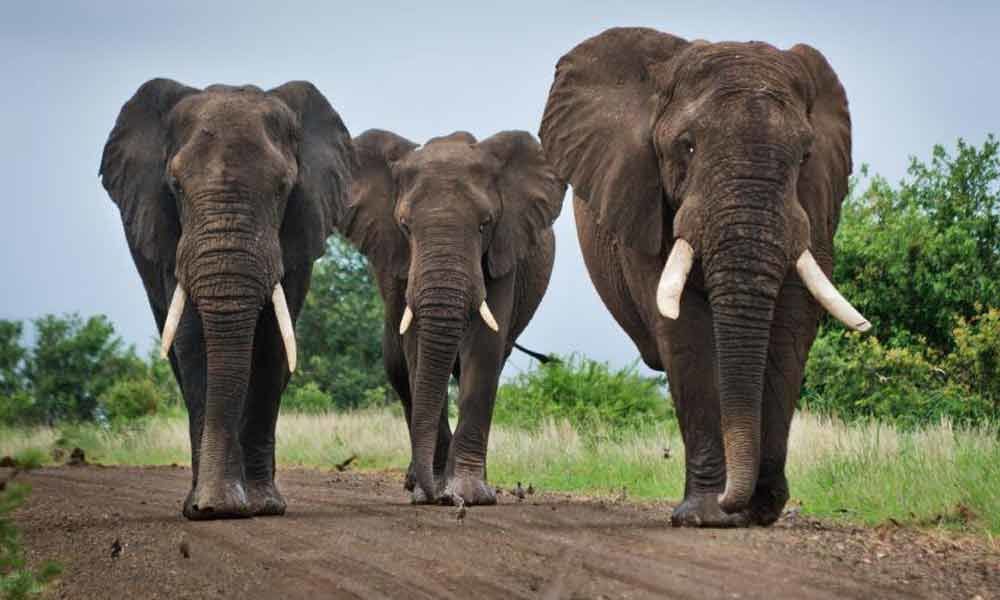 3 elephants mowed down by speeding truck in Odisha