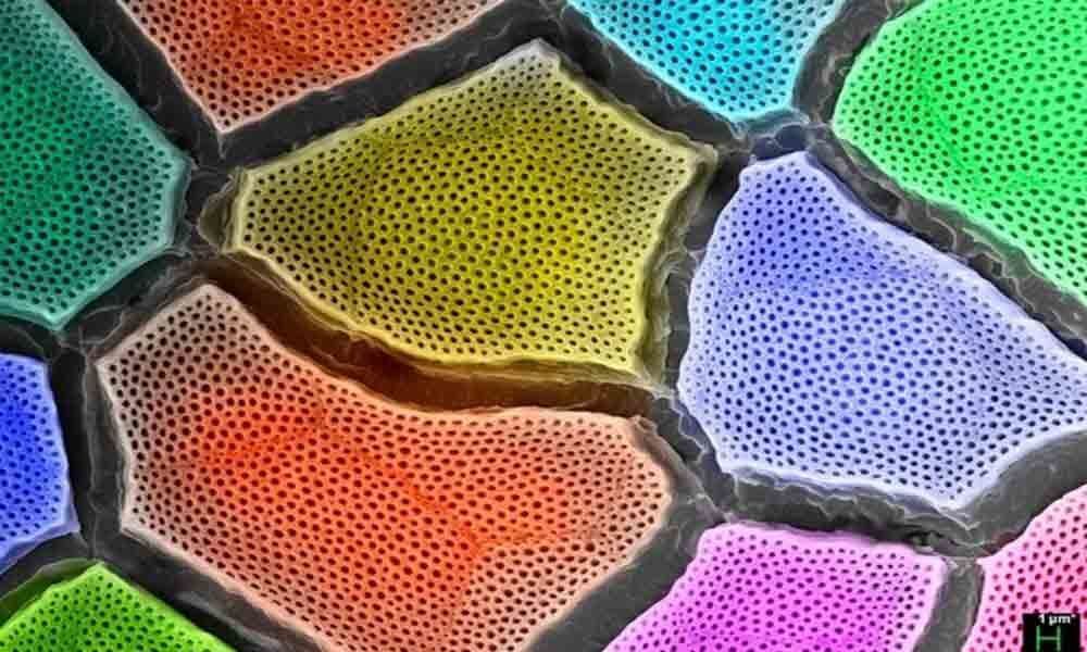 Color-changing artificial chameleon skin developed