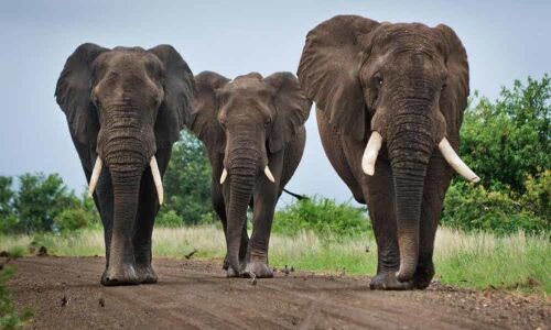 3 elephants mowed down by speeding truck in Odisha